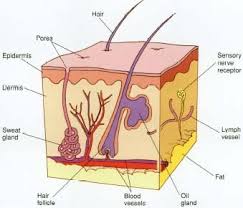 Ol The Integumentary System Pangburn S Posts