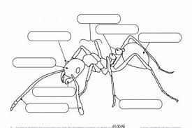 Download Learn About Ants