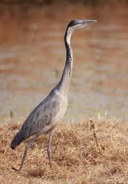 Birds Of South Africa Gauteng Black Headed Heron Ardea Melanocephala At Marievale Nature Reserve Gauteng South Africa Ardea Heron South Africa