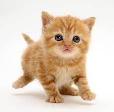 See photos of cute kittens in your area. British Shorthair Red Tabby Kitten By Jane Burton Orange Tabby Cats Kittens Cutest Tabby Kitten Orange