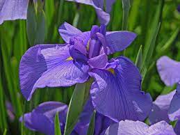 Iris Plant Plants Iris Purple Garden