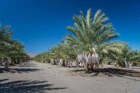 Date palms (phoenix dactylifera) in california. Home Phoenix Agrotech Date Palm Tissue Culture Lab