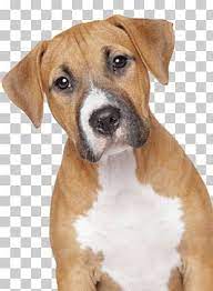 Pin On Pet