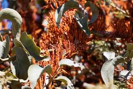 Image result for Phragmanthera