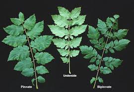 Image result for Koelreuteria