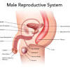 Human anatomy diagrams and atlas. Https Encrypted Tbn0 Gstatic Com Images Q Tbn And9gct2cewcvrggclaj7wwvoqrxl5wj5cu H3y Qss2n T3ebke9ojb Usqp Cau