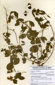 Image result for Crotalaria barkae