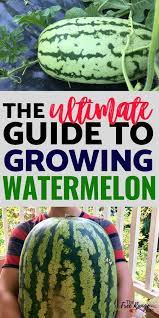 How To Grow Watermelon In Your Garden From Seed To Harvest Watermelon Plant How To Grow Watermelon Growing Melons