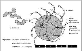 Image result for Streptococcus
