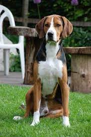 This national hunting beagle association looks amazing, thank you for sharing it here in the forum. Gabriel Pupo Nogueira Gabrielpn Profile Pinterest