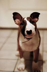 Floxiflux Bebe Et Ses Oreilles En Chou Fleur Suivez Ses Aventures Sur Son Blog Http Alittlebullterrier Com Dogs Best Dogs Animals