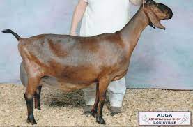 Cozy Creek Dairy Goats - Cozy Creek Shammy Wow Great Granddam To Zcg Tigger 2nd Generation Kinder Buck Here At Hefty Goat Holler F Breeds Animals Dairy Goats