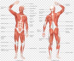 Maybe you would like to learn more about one of these? Human Anatomy Png Images Pngwing