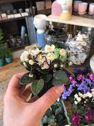 Minis feature a basal leaf rosette that is only 3 to 6. New To Reddit Just Wanted To Share With Y All This Adorable Miniature African Violet At My Work Houseplants