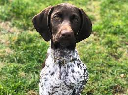 Our fantastic german shorthaired pointer has had a beautiful litter of strong, healthy liver & white gsp puppies, all with the stud is a handsome man and is also calm for the breed. German Shorthaired Pointer Breed Info Guide Quirks Pictures Personality Facts Barkpost