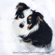We did not find results for: Wyoming Mini Australian Shepherds Home Facebook