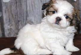 Drike Edward Shih Tzu Puppies Shih Tzu Breeders Of Merits Akc Registered Shih Tzu Puppy Shih Tzu Breeders Shih Tzu