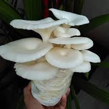 Detect language english turkish russian korean arabic. Jamur Tiram Bogor Mushroom Halwa Farm Mushroom Ø¯Ø± ØªÙˆÛŒÛŒØªØ± Jamur Tiram Putih Segar Lokasi Bogor Jawa Barat Indonesia Harga Perkilo Rp 14 000 Untuk Informasi Pemesanan Bisa Langsung Hubungi Nomor Telepon Whatsapp 089653789970 Https T Co 2ymre7tyr4