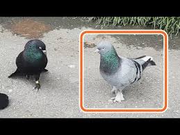 Guvercinler Nasil Es Yapilir Yumurta Baska Kusa Nasil Kaydirilir Youtube