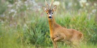 Image result for roe deer