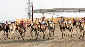 These camels are crazy because they carry each other around the just over 3 years ago, i got the chance to play camel up at saltcon. Camel Racing A Traditional Sporting Activity In Kuwait Cgtn