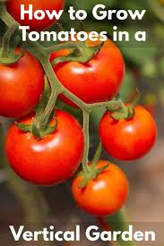 Fertile clays and loams produce the highest yields, but lighter soils that drain and warm quickly can produce earlier harvests. How To Grow Tomatoes In A Vertical Garden Garden Tabs