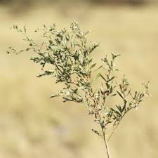 Image result for Pechuel-Loeschea leubnitziae