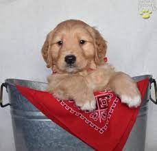 Pin On Golden Retriever Puppies