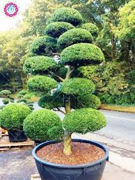 Buy garden plants from online garden centre gardening express the uk's no.1 trees in containers add style and sophistication to your garden. New Varieties 50pcs Junipe Bonsai Tree Four Seasons Evergreen Perennial Rare Woody Plants Diy Home Ga Garden Plant Pots Succulent Garden Diy Indoor Garden Pots