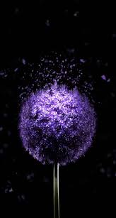 Iphone X Wallpaper Hd 1080p Black Tecnologist Nature Iphone Wallpaper Abstract Wallpaper Violet Flower