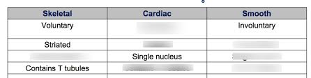 muscle types chart diagram quizlet