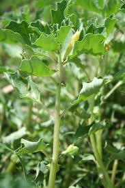 Image result for Pedalium murex