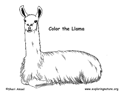 Like all free printable coloring pages on the artisan life, these llama coloring sheets are available for personal and classroom use. Llama Coloring Page