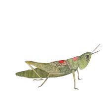 There Are Crickets And Grasshoppers Everywhere Right Now And I Love Them Off To Deliver Art And Trying To Keep My Cool As Grasshopper Illustration Print Print