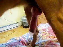 Ce cochon a la chance de baiser avec une trans très chaude. German Mature Vs Dog Zoofiliataboo Com