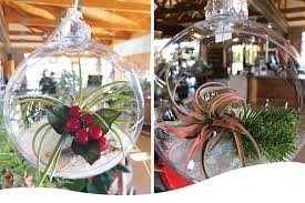 There are many different plants used around the world during christmas. Holiday Decorating With Air Plants Succulents Ted Lare Design Build