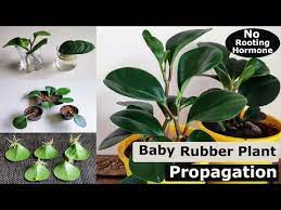 3 Easy Ways To Propagate Your Baby Rubber Plant Peperomia Obtusifolia Peperomia Propagation Youtube Rubber Plant Plant Care Houseplant Rubber Plant Care
