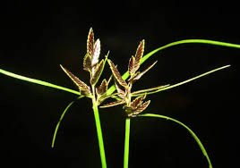 Image result for Pycreus macrostachyus