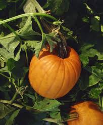 Ilustración aislada en el fondo blanco. Como Lograr Que Las Calabazas Verdes Se Vuelvan Naranjas Despues De Que Muera La Vid De La Calabaza Consejos Para Mi Huerto