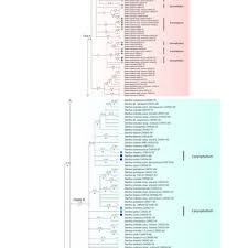 Image result for Dianthus chimanimaniensis