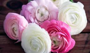 Do ranunculus grow back every year? How To Grow Ranunculus The Peony Alternative Of The South