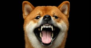 Minor overbite problems tend to correct themselves as the puppy matures. Overbite Dog Should My Puppy Have Straight Teeth