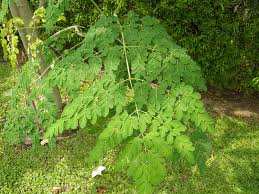 Check spelling or type a new query. Malunggay Miracle Plant The Thrifty Traveller
