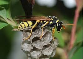 How Long Do Wasps Live? Indoor & Outdoor Lifespan