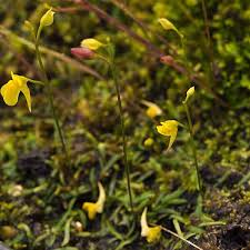 Image result for Utricularia scandens