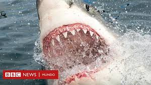 Dibujos para colorear de tiburón o tiburones. Las Verdaderas Razones Por Las Que Los Tiburones Atacan A Los Humanos Bbc News Mundo