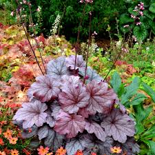 Maybe you would like to learn more about one of these? Heuchera Georgia Plum Terra Nova Nurseries Inc