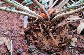 Image result for Encephalartos ngoyanus