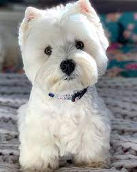 This site helps westies in need, potential adopters, and rescue volunteers all over the usa find each other. Hamish And Jazz On Instagram Do You Think I Look Like A Stuffed Toy Happy Sunday Furiends Jazzisastuff Westie Dogs Westie Puppies West Terrier