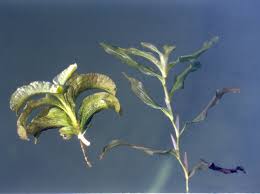 Image result for Potamogeton